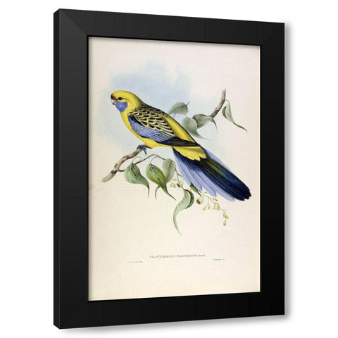Yellow Rumped Parakeet Black Modern Wood Framed Art Print with Double Matting by Gould, John