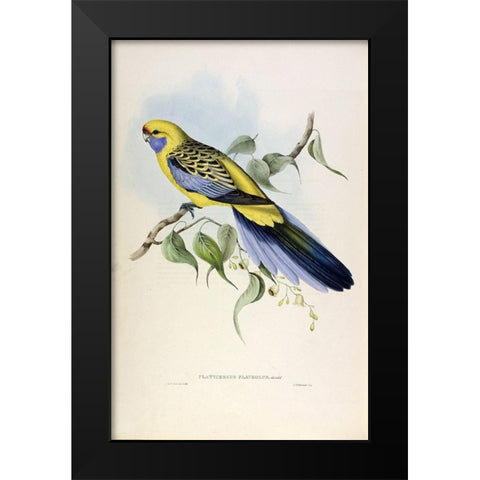 Yellow Rumped Parakeet Black Modern Wood Framed Art Print by Gould, John