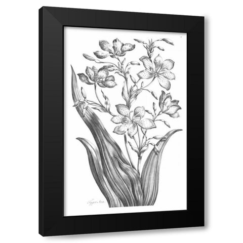 Tiger Ixia Black Modern Wood Framed Art Print with Double Matting by Hill, John