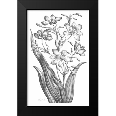 Tiger Ixia Black Modern Wood Framed Art Print by Hill, John