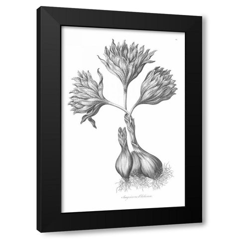 Sanguineous Colchicum Black Modern Wood Framed Art Print by Hill, John