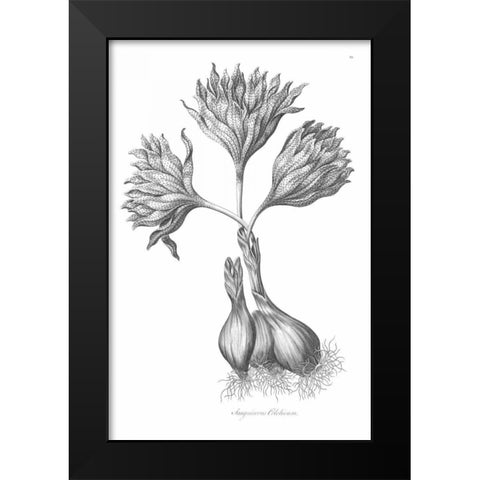 Sanguineous Colchicum Black Modern Wood Framed Art Print by Hill, John
