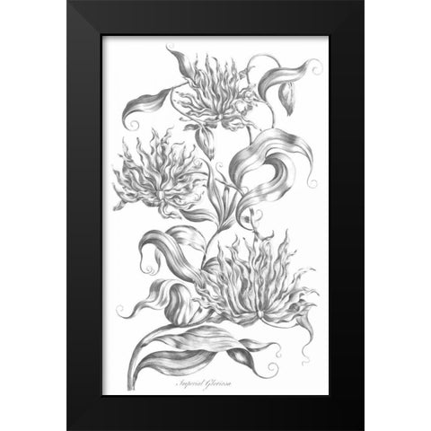 Imperial Gloriosa Black Modern Wood Framed Art Print by Hill, John