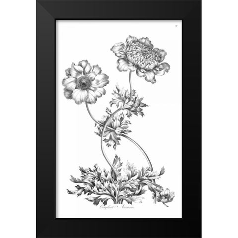 Complete Anemony Black Modern Wood Framed Art Print by Hill, John