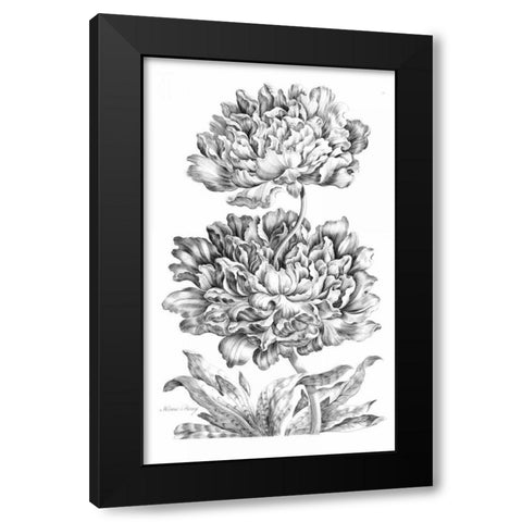 Heroic Peony Black Modern Wood Framed Art Print with Double Matting by Hill, John
