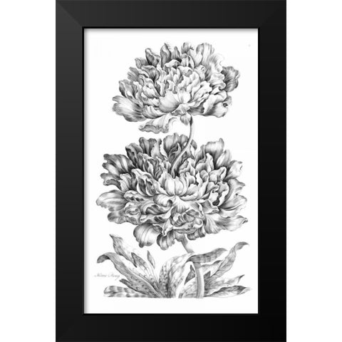 Heroic Peony Black Modern Wood Framed Art Print by Hill, John