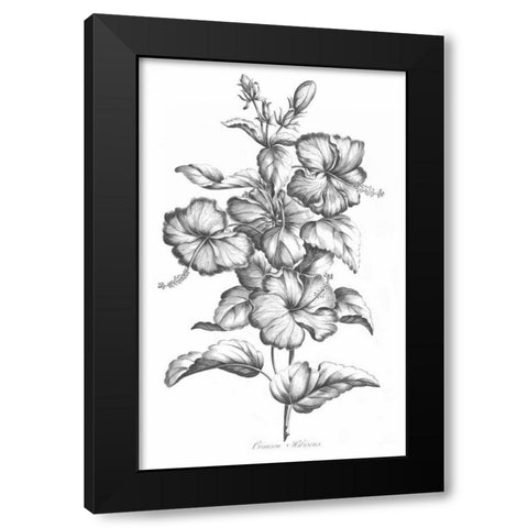Crimson Hibiscus Black Modern Wood Framed Art Print with Double Matting by Hill, John
