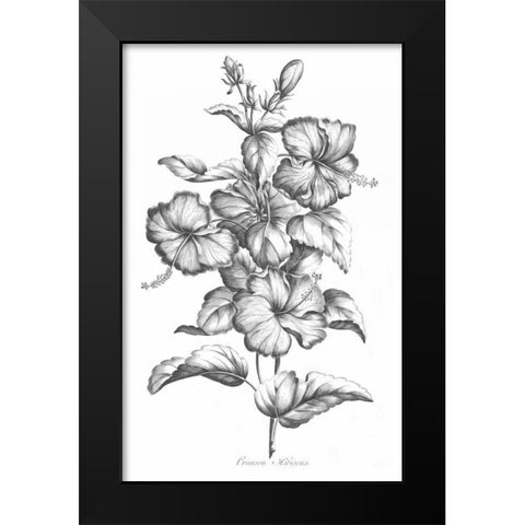 Crimson Hibiscus Black Modern Wood Framed Art Print by Hill, John