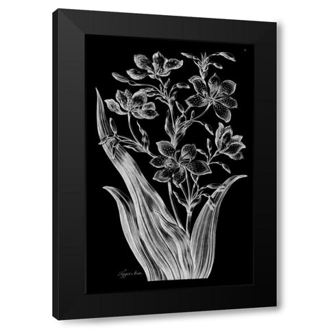 Tiger Ixia Black Modern Wood Framed Art Print with Double Matting by Hill, John