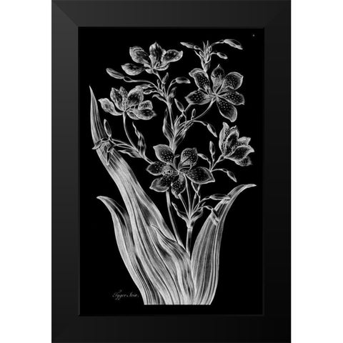 Tiger Ixia Black Modern Wood Framed Art Print by Hill, John