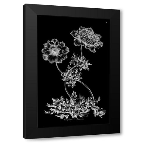 Complete Anemone Black Modern Wood Framed Art Print with Double Matting by Hill, John