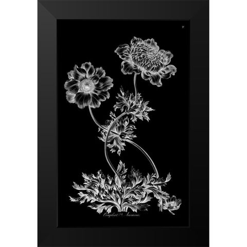 Complete Anemone Black Modern Wood Framed Art Print by Hill, John