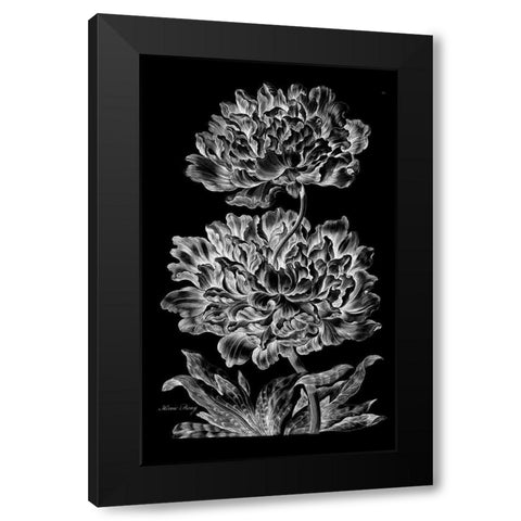 Heroic Peony Black Modern Wood Framed Art Print with Double Matting by Hill, John
