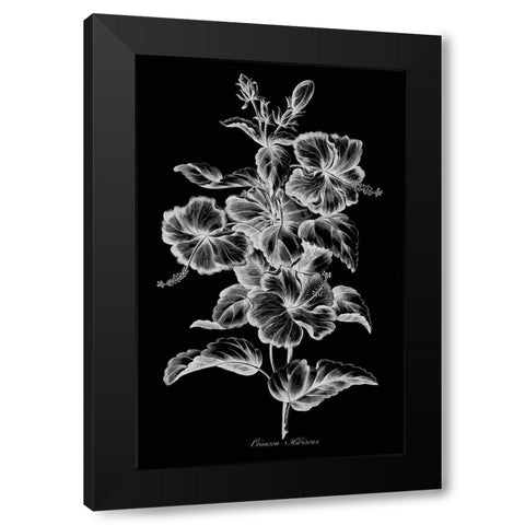 Crimson Hibiscus Black Modern Wood Framed Art Print by Hill, John