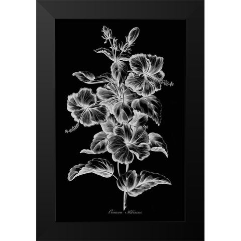 Crimson Hibiscus Black Modern Wood Framed Art Print by Hill, John