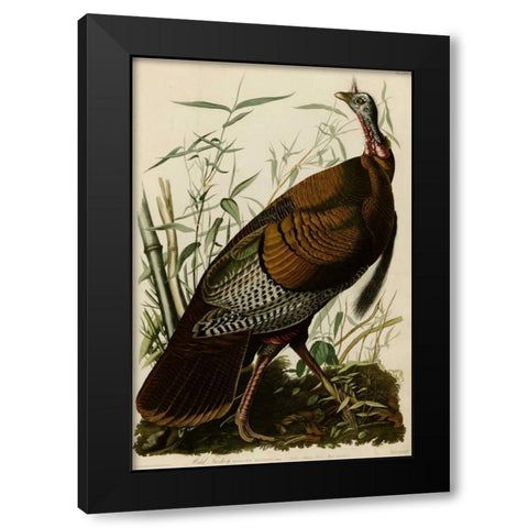 Willd Turkey Black Modern Wood Framed Art Print by Audubon, John James