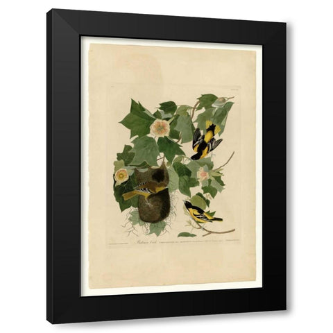 Baltimore Oriole Black Modern Wood Framed Art Print with Double Matting by Audubon, John James