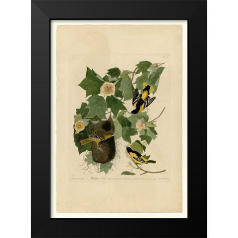 Baltimore Oriole Black Modern Wood Framed Art Print by Audubon, John James
