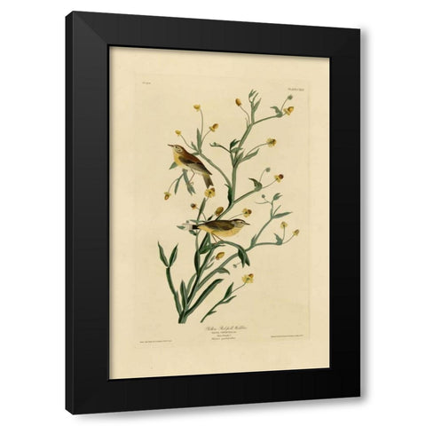 Yellow Red-Poll Warbler Black Modern Wood Framed Art Print by Audubon, John James