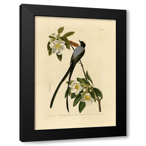 Fork-Tailed Flycatcher Black Modern Wood Framed Art Print with Double Matting by Audubon, John James