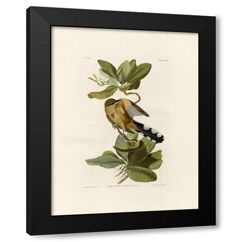 Mangrove Cuckoo Black Modern Wood Framed Art Print with Double Matting by Audubon, John James