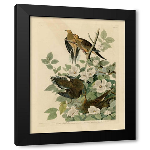 Carolina Turtle Dove Black Modern Wood Framed Art Print by Audubon, John James