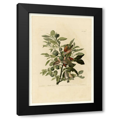 Ground Dove Black Modern Wood Framed Art Print by Audubon, John James
