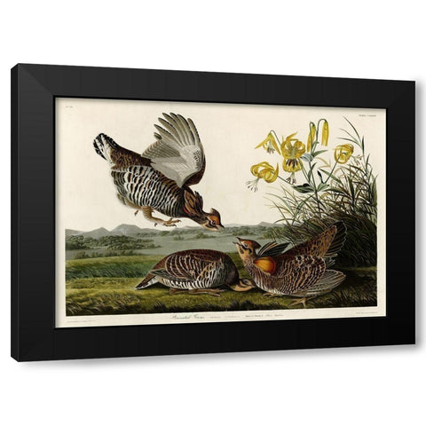 Pinnated Grouse Black Modern Wood Framed Art Print by Audubon, John James