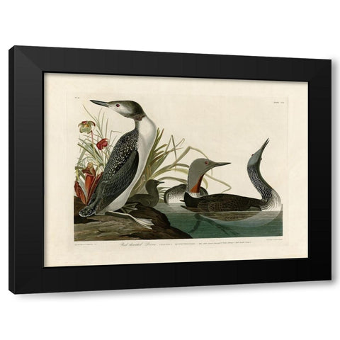 Red Throated Diver Black Modern Wood Framed Art Print by Audubon, John James