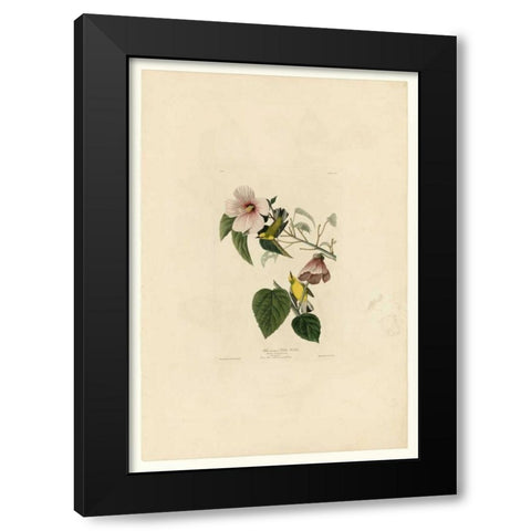Blue Winged Yellow Warbler Black Modern Wood Framed Art Print with Double Matting by Audubon, John James