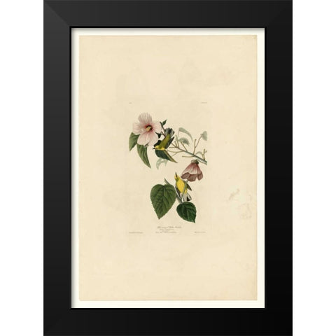 Blue Winged Yellow Warbler Black Modern Wood Framed Art Print by Audubon, John James