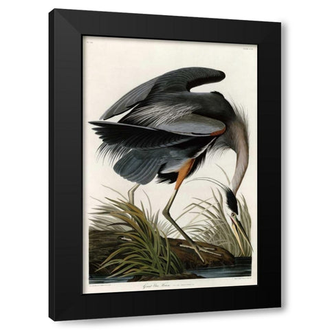 Great Blue Heron Black Modern Wood Framed Art Print with Double Matting by Audubon, John James
