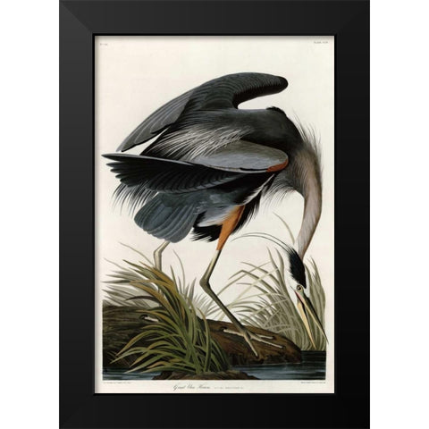Great Blue Heron Black Modern Wood Framed Art Print by Audubon, John James