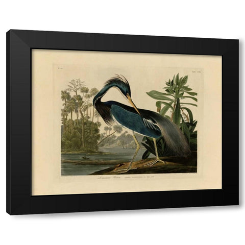 Louisiana Heron Black Modern Wood Framed Art Print by Audubon, John James
