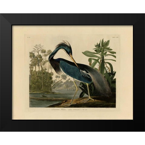 Louisiana Heron Black Modern Wood Framed Art Print by Audubon, John James
