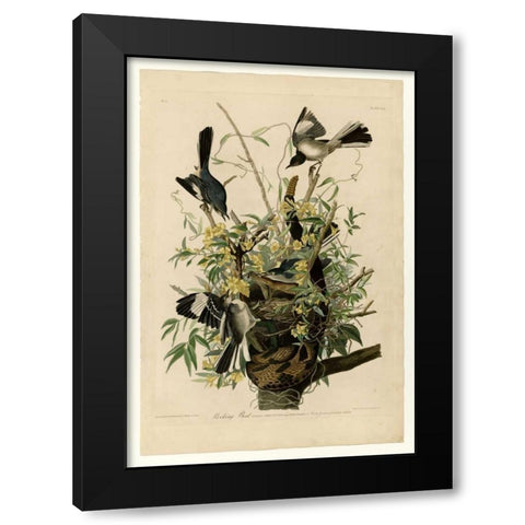 Mocking Bird Black Modern Wood Framed Art Print with Double Matting by Audubon, John James