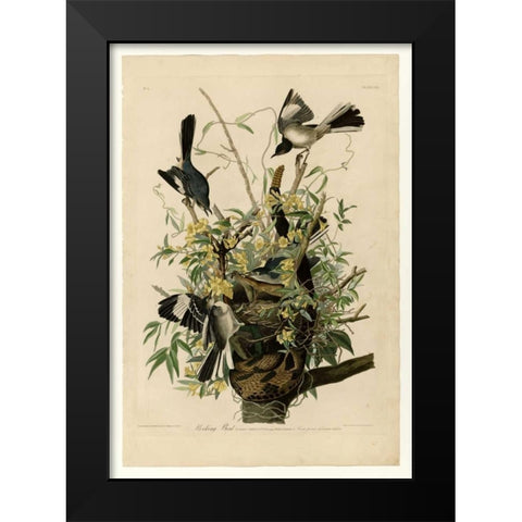 Mocking Bird Black Modern Wood Framed Art Print by Audubon, John James
