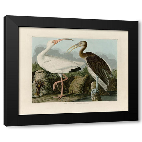 Ibis Black Modern Wood Framed Art Print by Audubon, John James