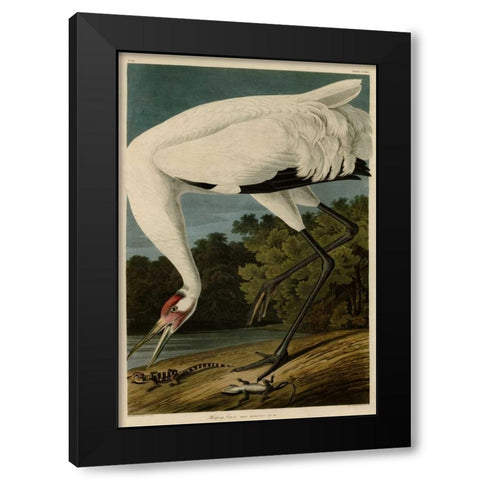 Hooping Crane Black Modern Wood Framed Art Print by Audubon, John James