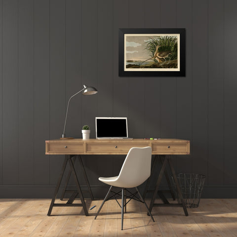 Long Billed Curlew Black Modern Wood Framed Art Print by Audubon, John James