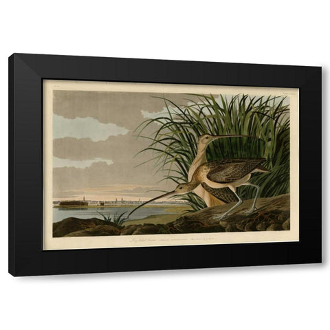 Long Billed Curlew Black Modern Wood Framed Art Print with Double Matting by Audubon, John James