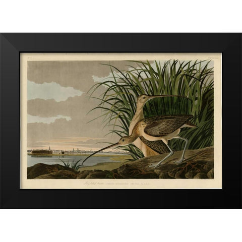 Long Billed Curlew Black Modern Wood Framed Art Print by Audubon, John James