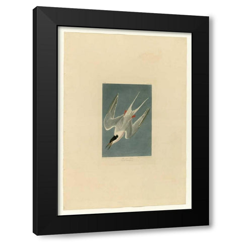 Roseate Tern Black Modern Wood Framed Art Print with Double Matting by Audubon, John James