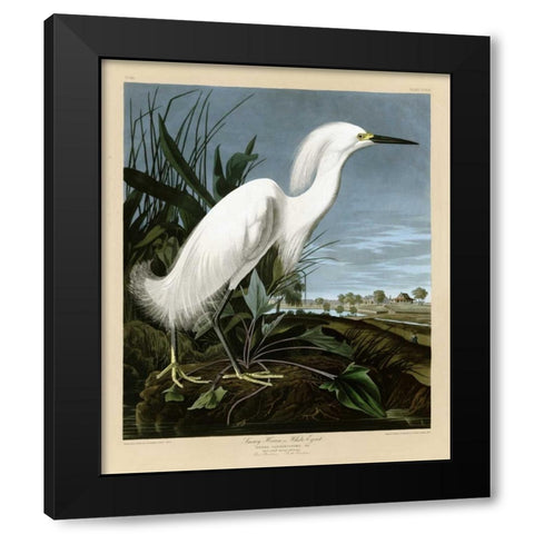 Snowy Heron or White Egret Black Modern Wood Framed Art Print with Double Matting by Audubon, John James