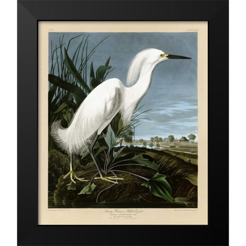 Snowy Heron or White Egret Black Modern Wood Framed Art Print by Audubon, John James