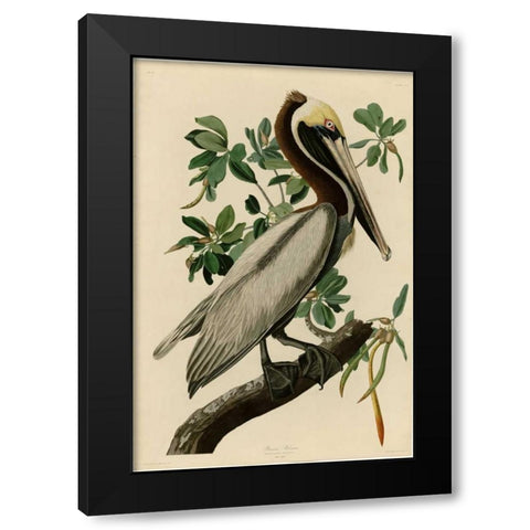 Brown Pelican Black Modern Wood Framed Art Print by Audubon, John James