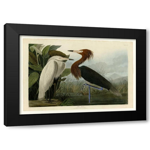 Purple Heron Black Modern Wood Framed Art Print by Audubon, John James