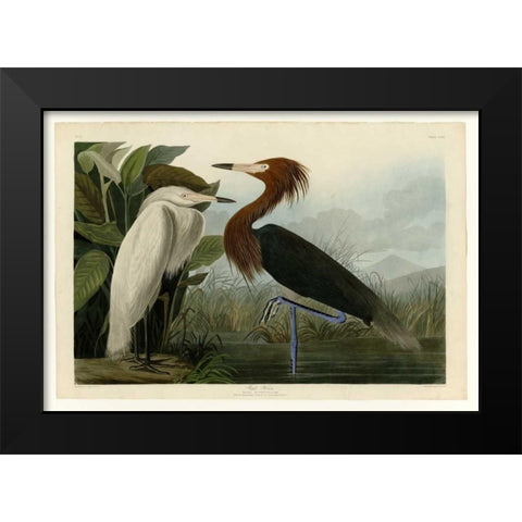 Purple Heron Black Modern Wood Framed Art Print by Audubon, John James