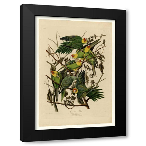 Carolina Parrot Black Modern Wood Framed Art Print with Double Matting by Audubon, John James