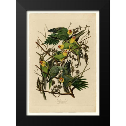 Carolina Parrot Black Modern Wood Framed Art Print by Audubon, John James